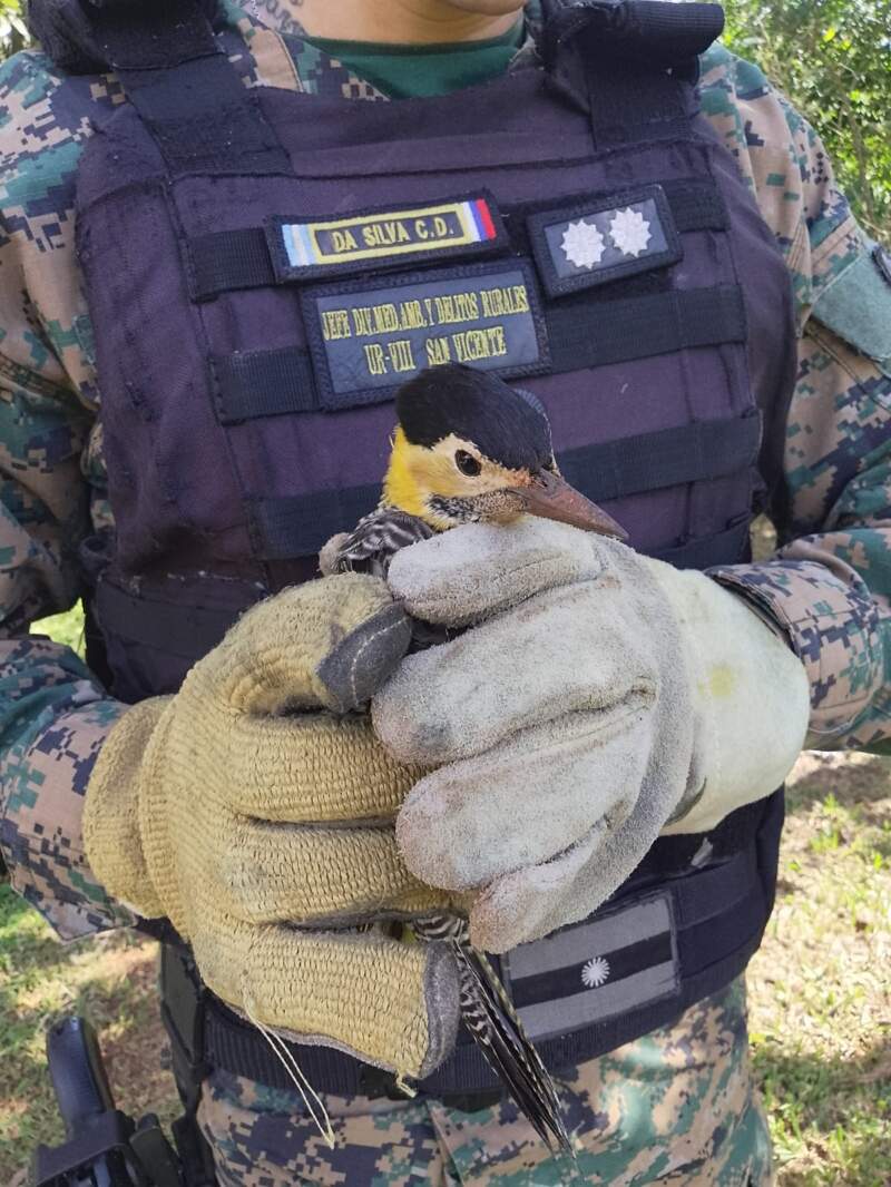 Fauna silvestre: Policías rescataron un mono tití, un tucán, un carpintero campestre y un búho negro imagen-6