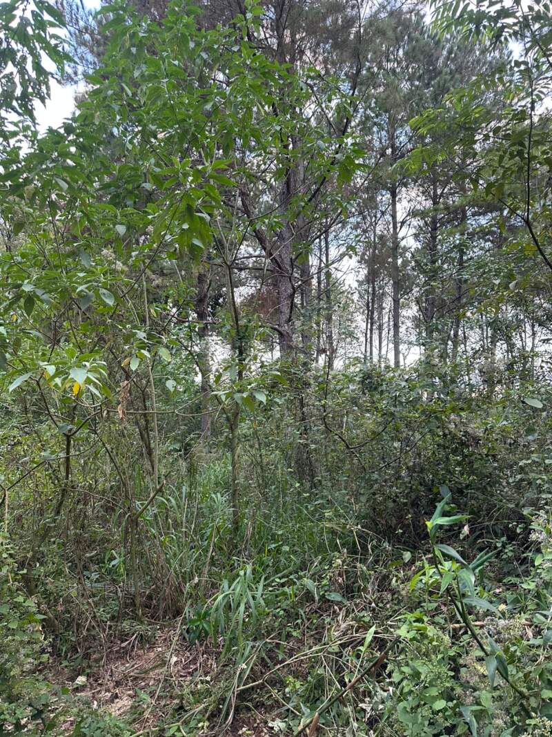 Hallazgo estremecedor en Puerto Esperanza: encontraron restos óseos humanos en una zona de malezas y analizan su identidad imagen-2