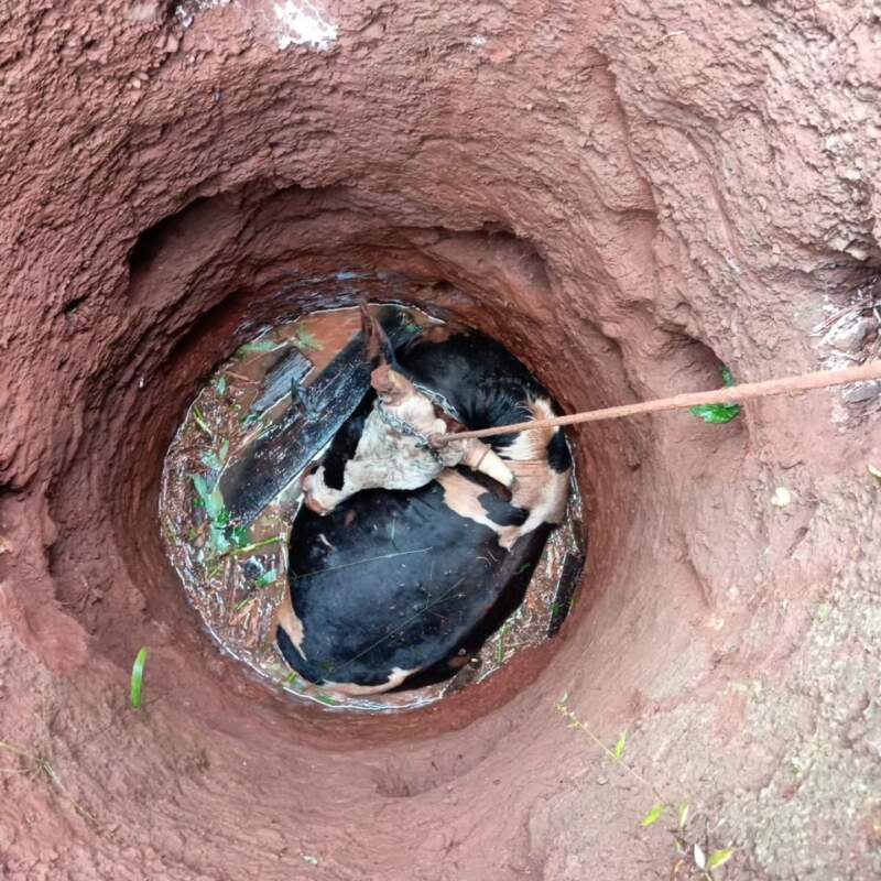 Rescate a contrarreloj en Santa Ana: un vacuno de 300 kilos cayó a un pozo de cuatro metros y movilizó a bomberos, vecinos y maquinaria pesada imagen-2