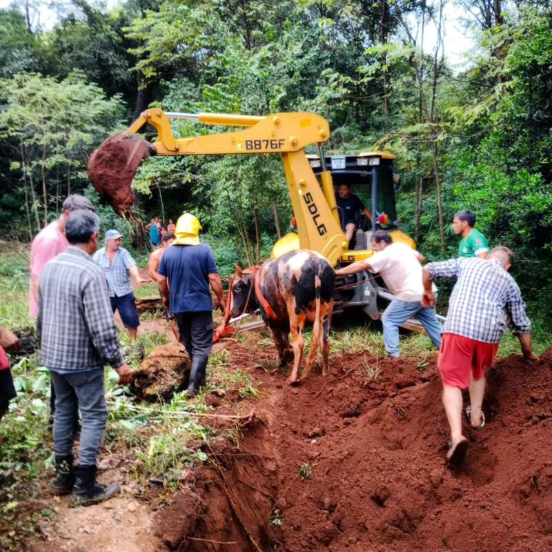 Rescate a contrarreloj en Santa Ana: un vacuno de 300 kilos cayó a un pozo de cuatro metros y movilizó a bomberos, vecinos y maquinaria pesada imagen-12