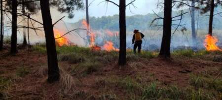 Controlaron el incendio de un pinar en Santa Ana y evitaron su propagación al monte imagen-4