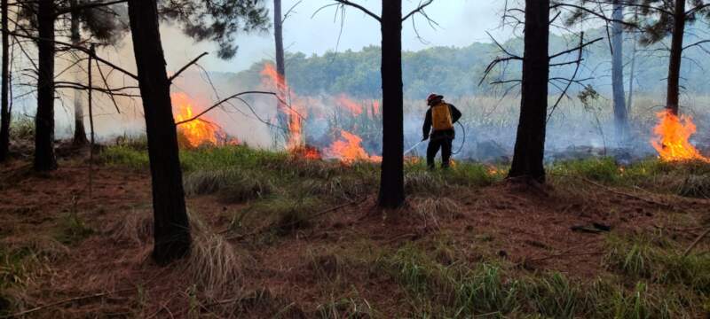 Controlaron el incendio de un pinar en Santa Ana y evitaron su propagación al monte imagen-8