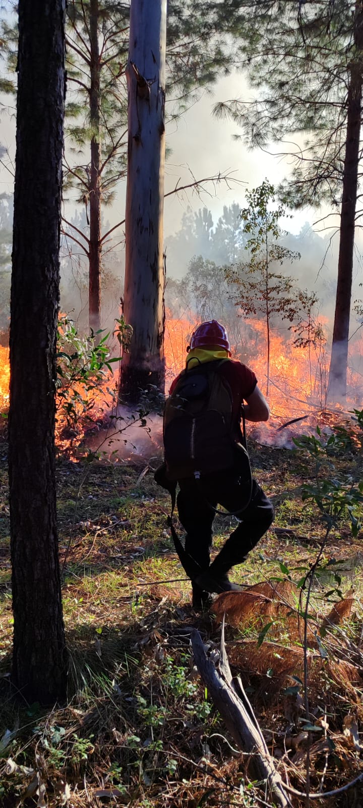 Controlaron el incendio de un pinar en Santa Ana y evitaron su propagación al monte imagen-2
