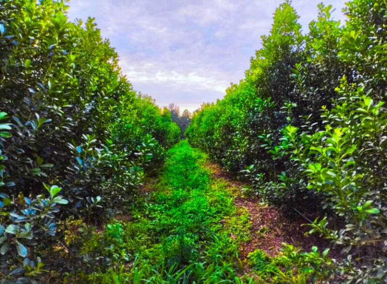 La Yerba Mate orgánica proyecta una rentabilidad del 34% y supera al modelo convencional imagen-29