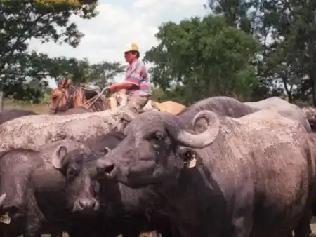 Cambio en la mesa misionera: crece el consumo de pescado y destacan la carne de búfalo como alternativa imagen-5