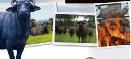 Sabores y tradición: el búfalo fue protagonista en Eldorado y la fiesta logró instalarse en el calendario provincial de eventos imagen-12