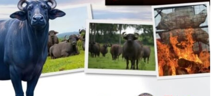 Sabores y tradición: el búfalo fue protagonista en Eldorado y la fiesta logró instalarse en el calendario provincial de eventos imagen-16