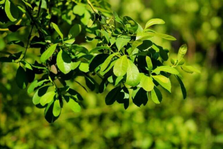 Misiones se prepara para participar del primer Mundial de la Yerba Mate imagen-11