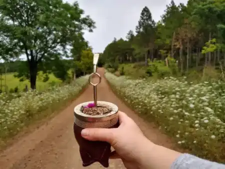 Del incienso y la mirra a la marcela: el recorrido histórico y actual de las hierbas medicinales que resurgen en Semana Santa Del incienso y la mirra a la marcela: el recorrido histórico y actual de las hierbas medicinales que resurgen en Semana Santa imagen-4