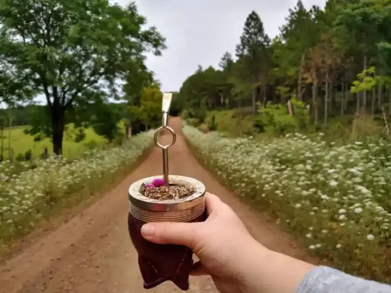 Del incienso y la mirra a la marcela: el recorrido histórico y actual de las hierbas medicinales que resurgen en Semana Santa imagen-49