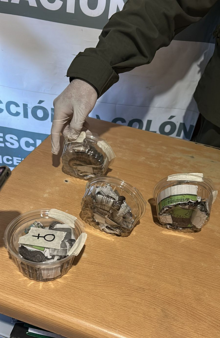 Entre Ríos: rescatan seis crías de Boa constrictora transportadas en una encomienda que partió de Garupá imagen-11