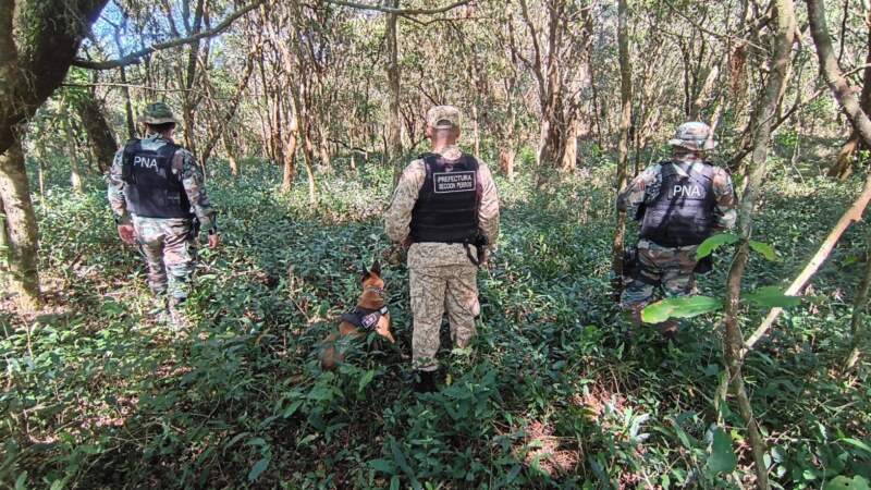 Impresionante operativo de Prefectura: En pleno monte misionero, se secuestraron más de 1.300 kilos de marihuana 3 Impresionante operativo de Prefectura: En pleno monte misionero, se secuestraron más de 1.300 kilos de marihuana imagen-2