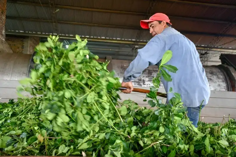 Desde el miércoles, habilitan descuento de cheques a tasa cero para el sector yerbatero imagen-28