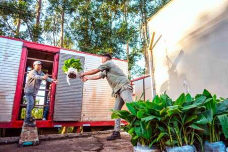 De Misiones a Salta: Biofábrica concretó el primer envío 2026 de 55 mil plantines de banano y refuerza su liderazgo biotecnológico en el país imagen-11