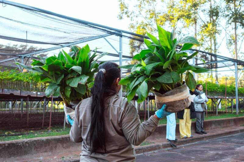 De Misiones a Salta: Biofábrica concretó el primer envío 2026 de 55 mil plantines de banano y refuerza su liderazgo biotecnológico en el país imagen-8