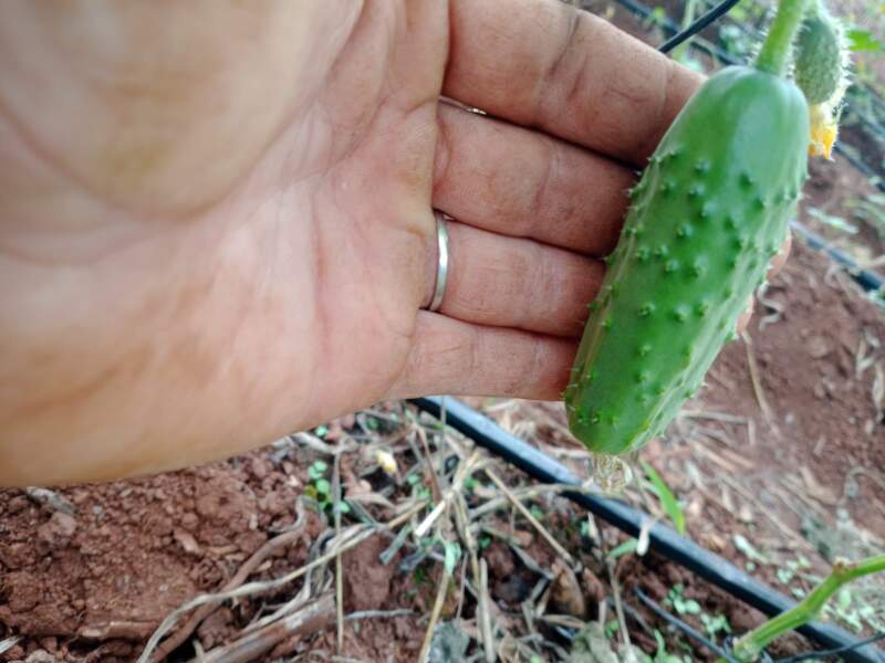 "Misiones Produce" contiene desarrollo provincial desde las chacras, producción y agregado en valor 4 "Misiones Produce" contiene desarrollo provincial desde las chacras, producción y agregado en valor imagen-3