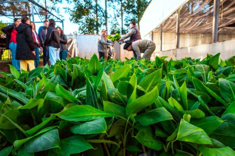 De Misiones a Salta: Biofábrica concretó el primer envío 2026 de 55 mil plantines de banano y refuerza su liderazgo biotecnológico en el país imagen-6