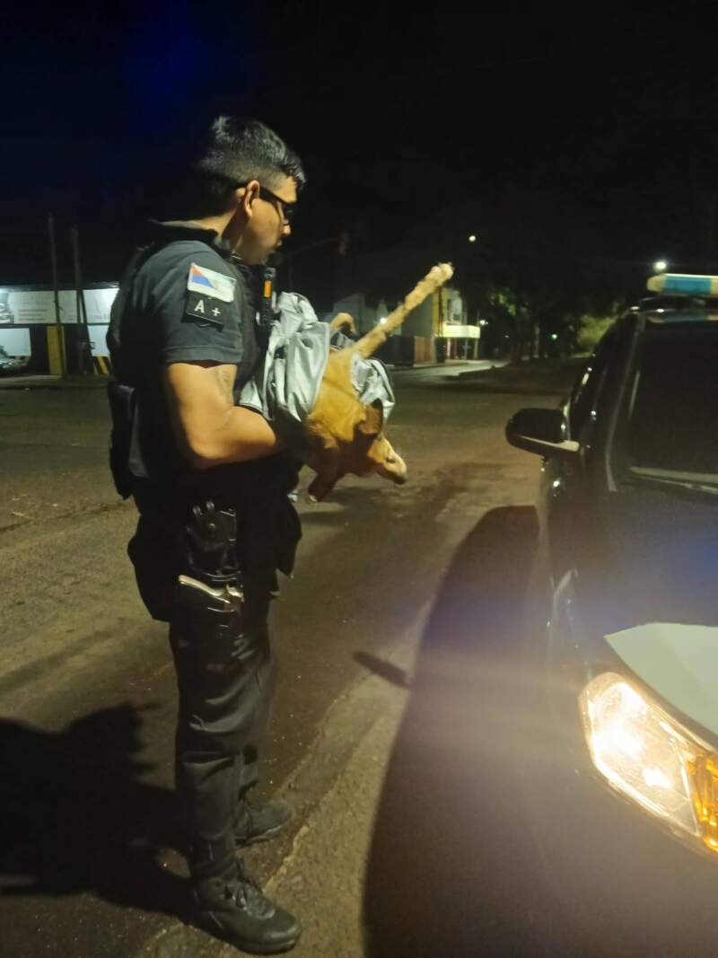 Perrito quedó atrapado en una boca de tormenta y fue rescatado por la Policía imagen-6