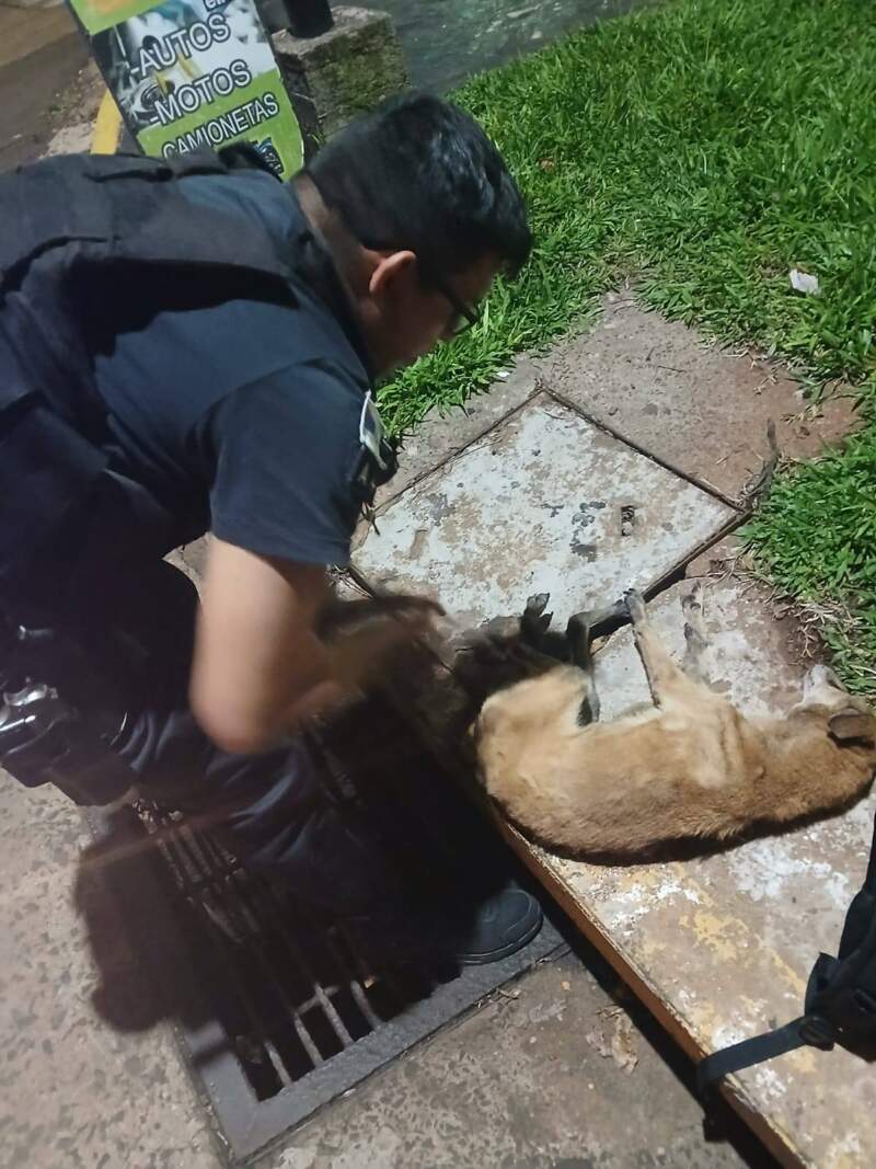 Perrito quedó atrapado en una boca de tormenta y fue rescatado por la Policía imagen-4