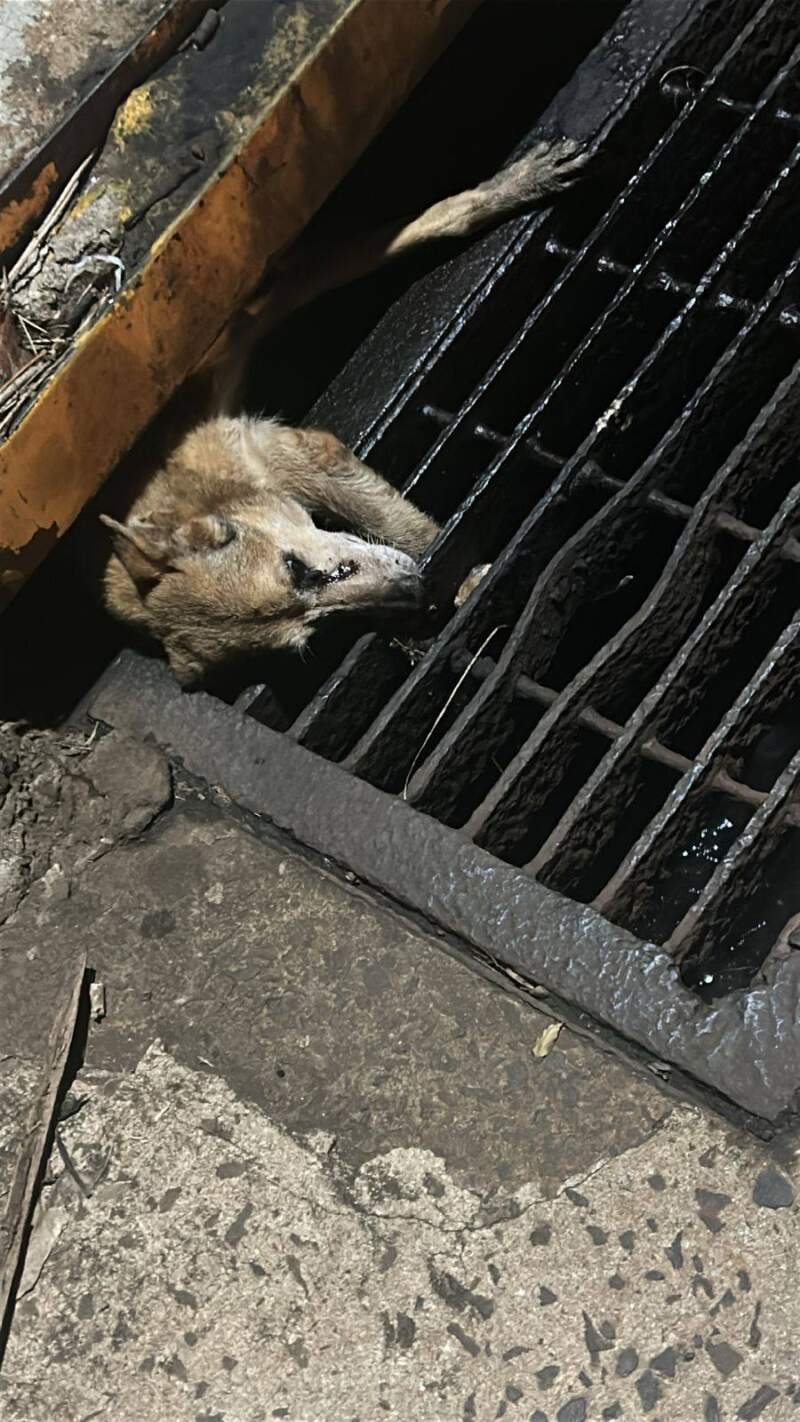 Perrito quedó atrapado en una boca de tormenta y fue rescatado por la Policía imagen-8
