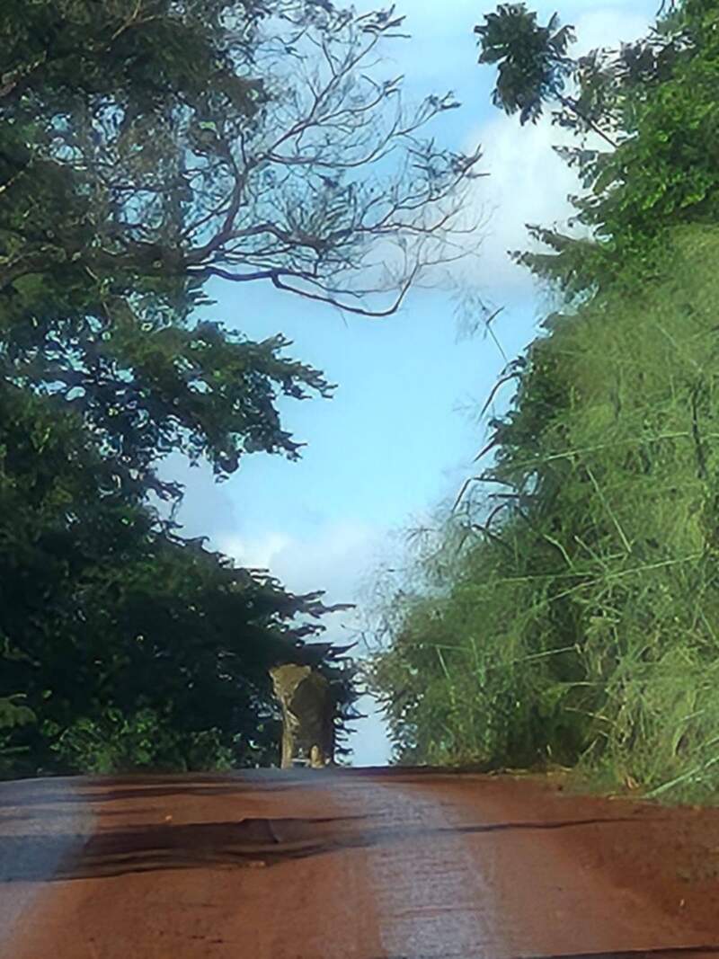 Impactante avistaje de un yaguareté en la Ruta Nacional 101 7 Impactante avistaje de un yaguareté en la Ruta Nacional 101 imagen-6