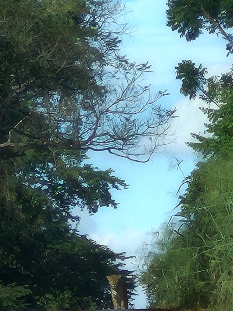 Impactante avistaje de un yaguareté en la Ruta Nacional 101 9 Impactante avistaje de un yaguareté en la Ruta Nacional 101 imagen-8