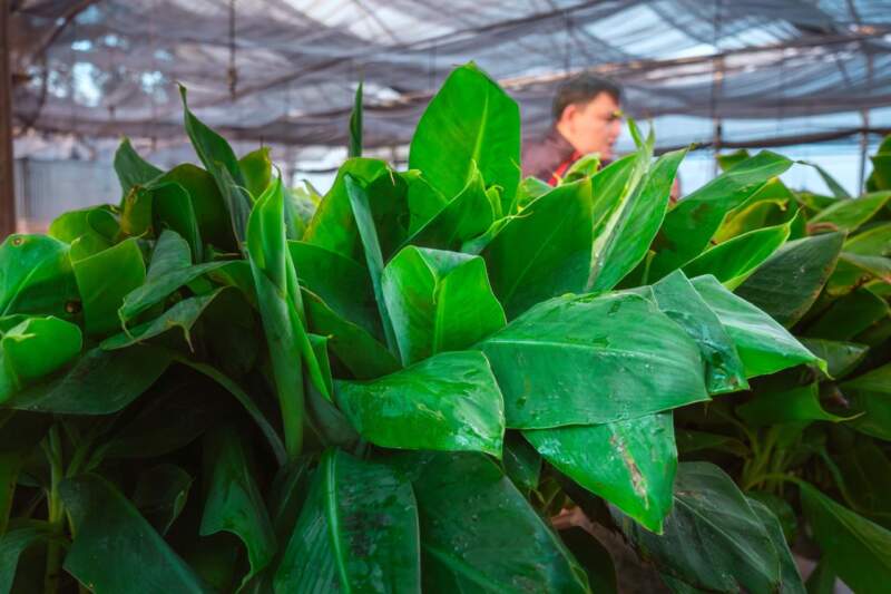 De Misiones a Salta: Biofábrica concretó el primer envío 2026 de 55 mil plantines de banano y refuerza su liderazgo biotecnológico en el país imagen-4
