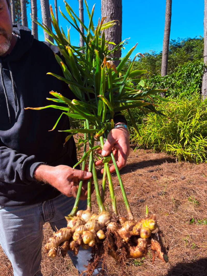 El cultivo del futuro: brindarán capacitación en San Vicente sobre un sistema que combina jengibre, cúrcuma, maracuyá y pino imagen-13