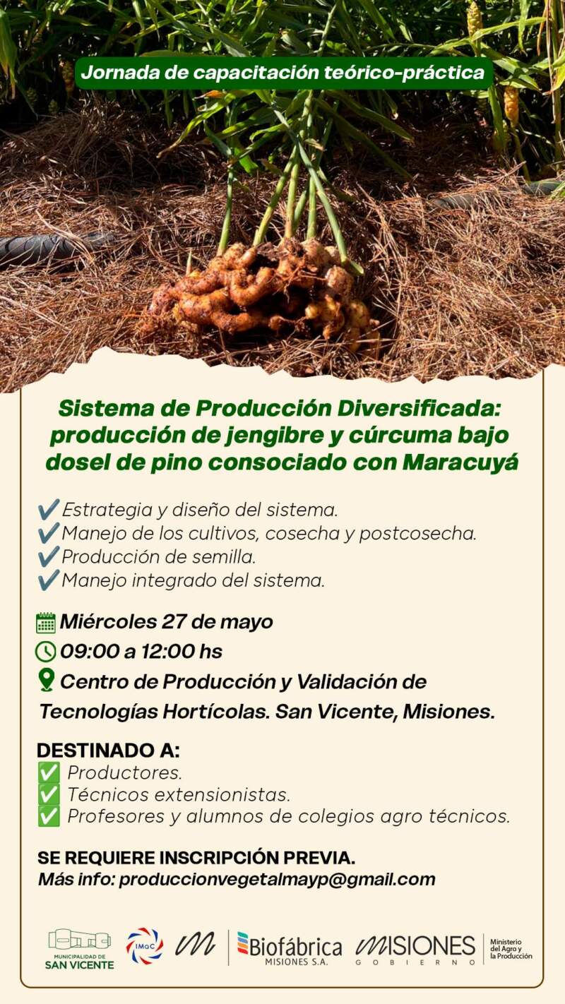 El cultivo del futuro: brindarán capacitación en San Vicente sobre un sistema que combina jengibre, cúrcuma, maracuyá y pino 3 El cultivo del futuro: brindarán capacitación en San Vicente sobre un sistema que combina jengibre, cúrcuma, maracuyá y pino imagen-2