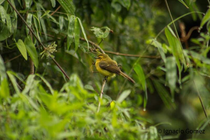Misiones lideró el Gran Día de Observación de Aves a nivel nacional imagen-8