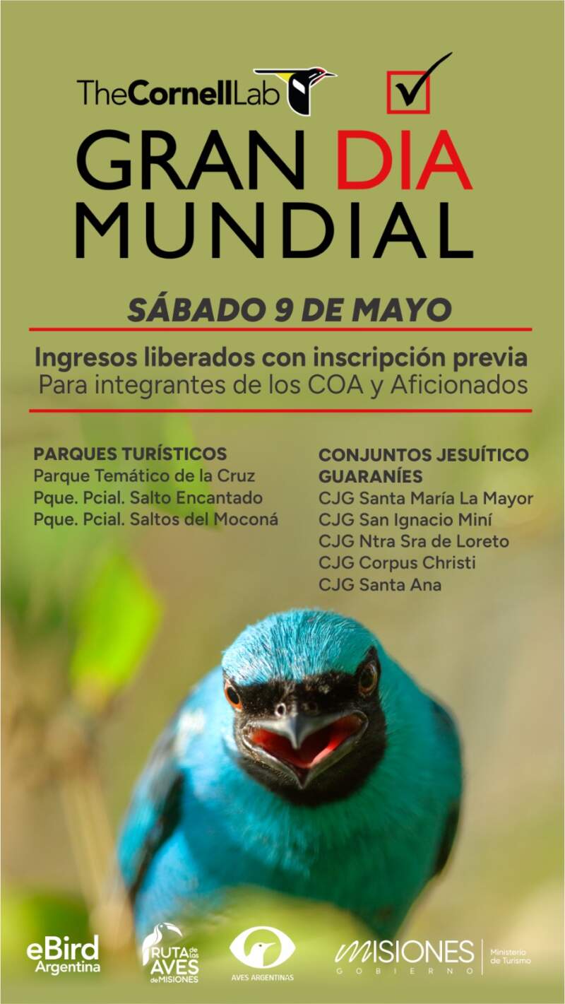 Misiones, entre las líderes del avistaje: se lanza una nueva edición del evento mundial de aves imagen-6