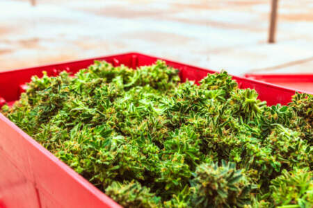 Primera cosecha cannabis medicinal del año con optimización biotecnológica imagen-11
