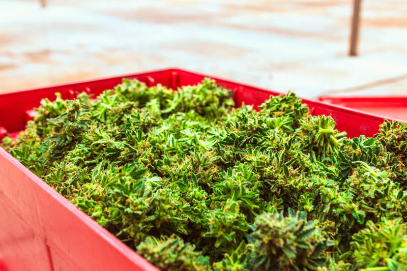 Primera cosecha cannabis medicinal del año con optimización biotecnológica imagen-12