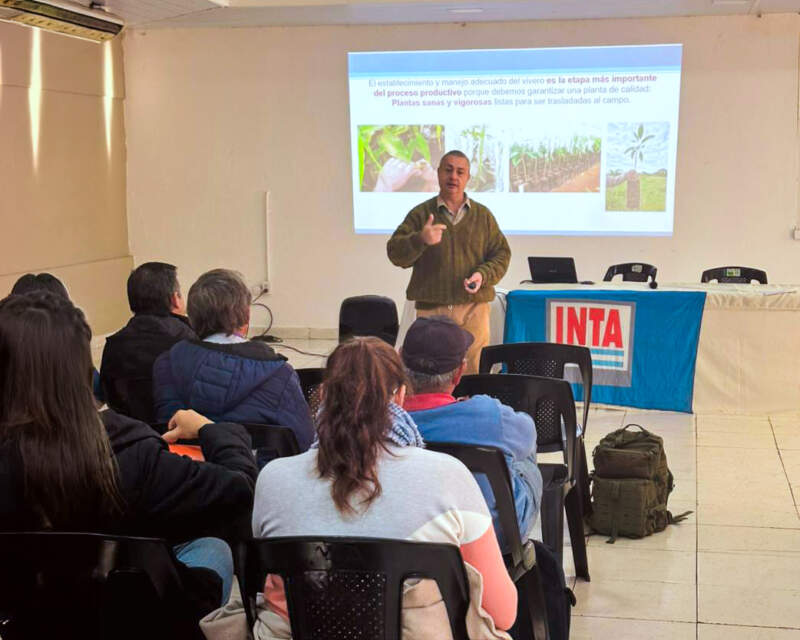 La palta gana terreno en Misiones: crece el interés por un cultivo con alto valor comercial imagen-4