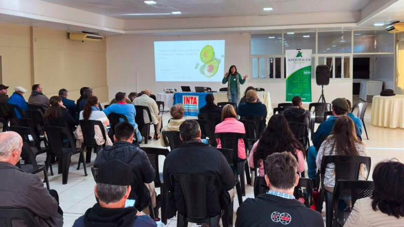 La palta gana terreno en Misiones: crece el interés por un cultivo con alto valor comercial imagen-12