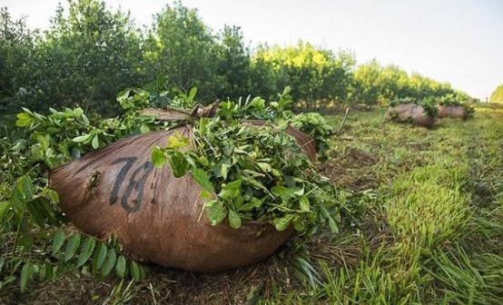Apertura de Sesiones: "Esta desregulación no es libertad", dijo Passalacqua al cuestionar a Nación por la crisis yerbatera imagen-8