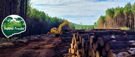 El InFoPro mantiene los precios de la madera y derivados hasta nueva reunión de Directorio para dar previsibilidad al sector y evitar mayores cargas imagen-11
