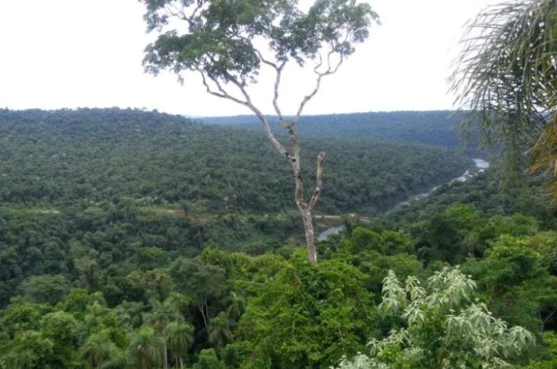 Misiones refuerza su política de conservación con nuevas reservas privadas imagen-24