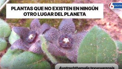 Legislatura: declaran Monumento Natural a especies endémicas de la flora misionera imagen-11
