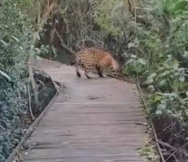 Corrientes: por primera vez, turistas ven y graban a un yaguareté en Colonia Carlos Pellegrini imagen-7