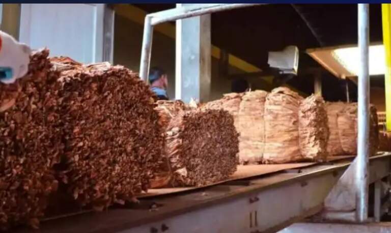El tabaco empuja una cosecha récord y vuelve a poner plata en la chacra misionera El tabaco empuja una cosecha récord y vuelve a poner plata en la chacra misionera imagen-43