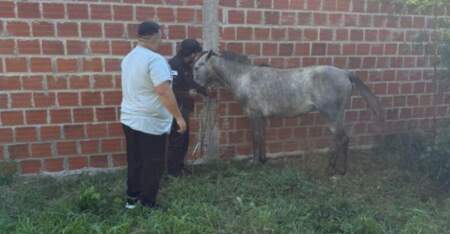 Rescataron una yegua herida que estaba oculta en un predio abandonado de Posadas imagen-5