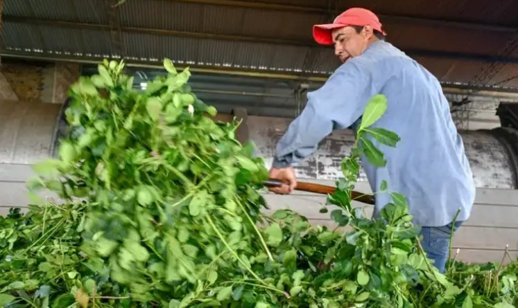 Misiones activó la tasa cero para el sector yerbatero: Banco Macro ya aprobó más de 40 operaciones por $170 millones imagen-12
