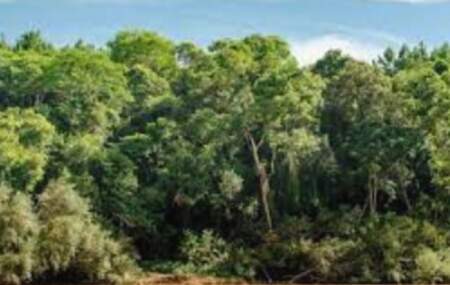 Misiones llevó al Senado su modelo de carbono: “El principal producto que elabora la provincia es oxígeno” imagen-11
