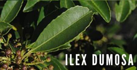 El Directorio del INYM reiteró que mantiene vigente su oposición a incorporar a la Ilex dumosa como Yerba Mate en el Código Alimentario Argentino imagen-4