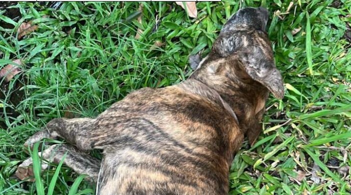 Crueldad animal en Garupá: detuvieron a un hombre investigado por matar a un perro de un disparo imagen-12