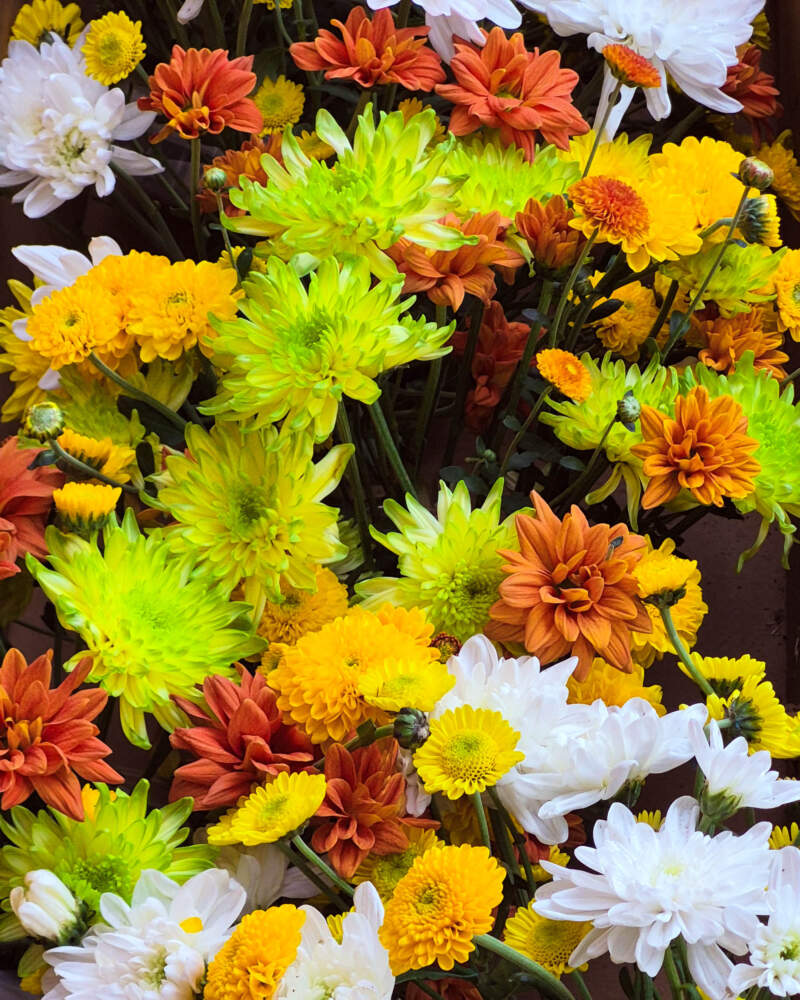 Misiones apuesta fuerte a la floricultura: Garuhapé fue sede de un encuentro clave para el sector imagen-4