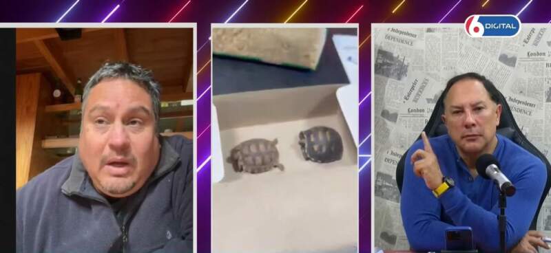 Secuestran tortugas protegidas y apuntan contra el circuito ilegal de animales exóticos en Misiones imagen-8