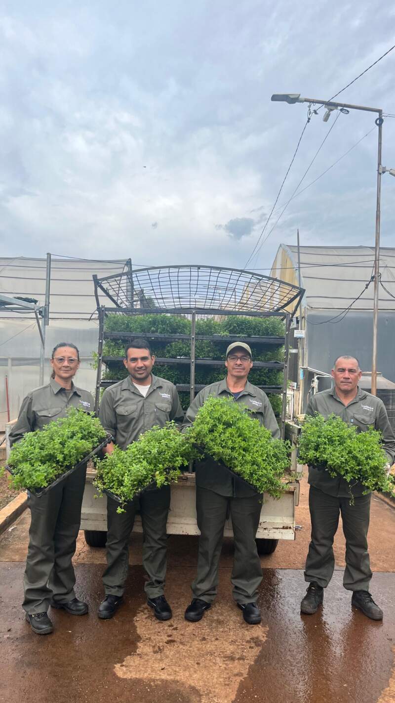 Biofábrica Misiones alcanzó un hito: completó la entrega de 100 mil plantines de menta piperita para exportación imagen-2