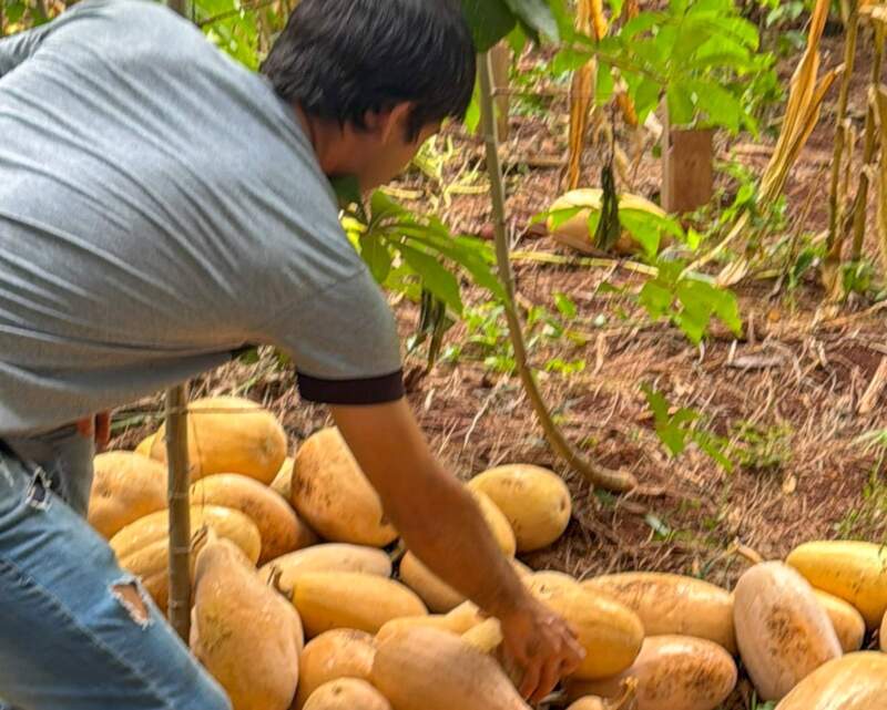 "Misiones Produce" contiene desarrollo provincial desde las chacras, producción y agregado en valor 12 "Misiones Produce" contiene desarrollo provincial desde las chacras, producción y agregado en valor imagen-11